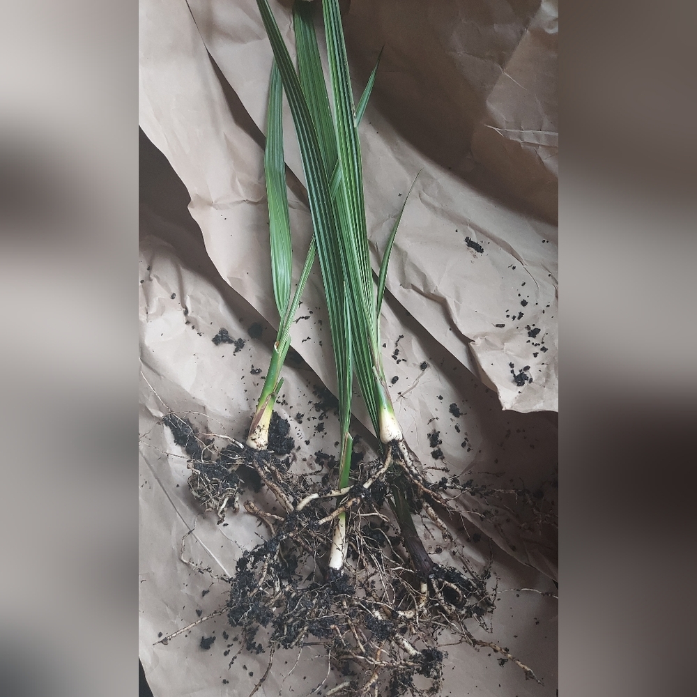 3 X Date Palm Tree Medjool Date Palm